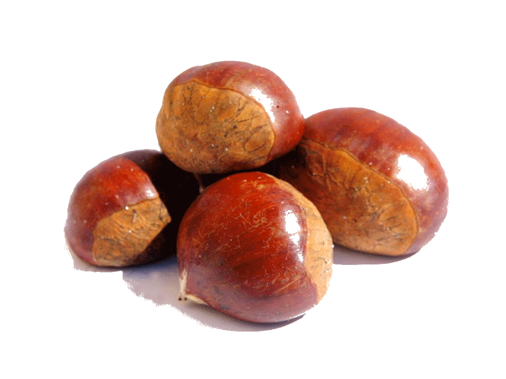 KESTANE